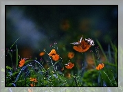 Wieczór, Łąka, Kwiaty, Motyle