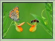 Motylek, Mrówka, Kwiatki, Makro