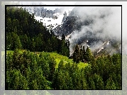 Szwajcaria, Góry Alpy, Lasy, Mgła