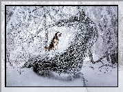 Zima, Zaśnieżone, Drzewa, Pies, Siberian Husky
