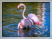 Dwa, Flamingi, Woda