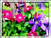 Clematis, Fioletowy, Rowy, Licie, Pot, lato, Ogrd