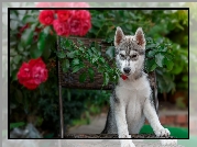 Pies, Siberian husky, Krzesło