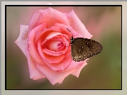 Kwiat, Róża, Różowa, Motyl Euploea core