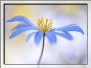 Kwiat,  Zawilec grecki