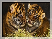 Dwa, Młode, Tygrysy