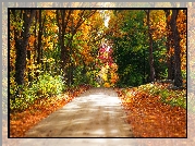 Jesień, Droga, Las, Drzewa, Liście