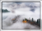 Jesień, Mgła, Drzewa
