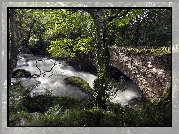 Kamienny, Most, Rzeka, Drzewa, Walia, Park Narodowy Snowdonia,  Roślinność