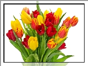 Kwiaty, Bukiet, Kolorowe, Tulipany, Białe tło