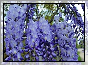 Niebieskie, Kwiaty, Glicynia