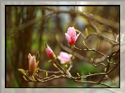 Różowa, Magnolia, Gałązki