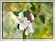 Gałązka, Kwiaty, Drzewo owocowe, Grafika 2D