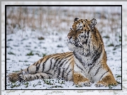Leżący, Tygrys, Śnieg, Zima