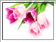Kwiaty, Tulipany, Różowe, Białe tło
