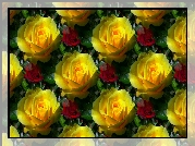 Tekstura, Żółte, Róże