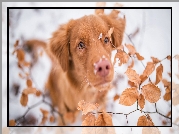 Pies, Retriever z Nowej Szkocji, Mordka, Liście, Śnieg
