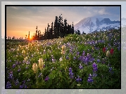 Stany, Zjednoczone, Park Narodowy Mount Rainier, Stratowulkan Mount Rainier, Łąka, Kwiaty, Wschód słońca, Drzewa, Góry
