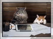 Dwa, Koty, Tablet, Dokumenty, Kawa, Zrezygnowany, Kot