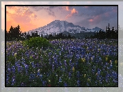 Stratowulkan Mount Rainier, Góry, Park Narodowy Mount Rainier, Łąka, Łubin, Drzewa, Zachód słońca, Chmury, Stan Waszyngton, Stany Zjednoczone