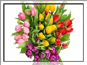Kwiaty, Bukiet, Kolorowe, Tulipany, Tło białe