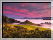 Wzgórza, Drzewa, Mgła, Wschód słońca, Petaluma Hills, Obszar Bay Area, Stan Kalifornia, Stany Zjednoczone