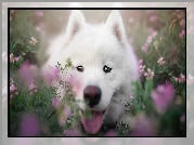 Biały, Pies, Samojed, Kwiaty, Zbliżenie