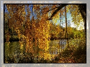 Rzeka, Brzoza, Huśtawka, Jesień