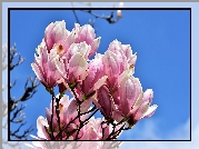 Magnolia, Biało-różowe, Kwiaty, Gałęzie