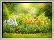 Kolorowe, Irysy, Kwiaty, Ogród