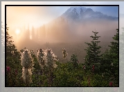 Park Narodowy Mount Rainier, Rośliny, Miądrzyga, Góra, Stratowulkan Mount Rainier, Drzewa, Przebijające światło, Mgła, Stan Waszyngton, Stany Zjednoczone