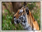 Tygrys, Wąsy, Profil