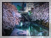 Okwiecone, Drzewa, Domy, Rzeka Meguro, Most, Tokio, Japonia