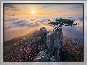 Park Prowincjonalny Daedunsan, Wschód Słońca, Drzewa, Sosny, Skały, Mgła, Góry, Prowincja Jeolla Północna, Korea Południowa