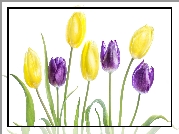 Fioletowe, Żółte, Tulipany, Białe tło