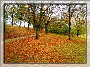 Jesień, Park, Drzewa, Alejka, Opadłe, Liście