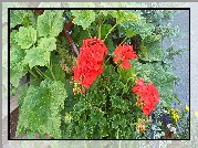 Kwiaty, Czerwone, Pelargonie, Listki