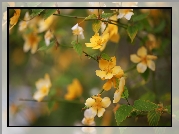 Złotlin japoński, Żółte, Kwiaty, Krzew