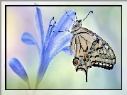 Motyl, Paź królowej, Kwiat, Niebieski