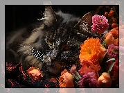 Kot, Czarny, Kolorowe, Kwiaty, Grafika