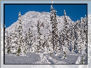 Ośnieżona, Góra, Ośnieżone, Drzewa, Ścieżka, Park Narodowy Mount Rainier, Stan Waszyngton, Stany Zjednoczone