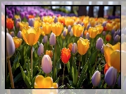 Kolorowe, Rozświetlone, Tulipany, Ogród
