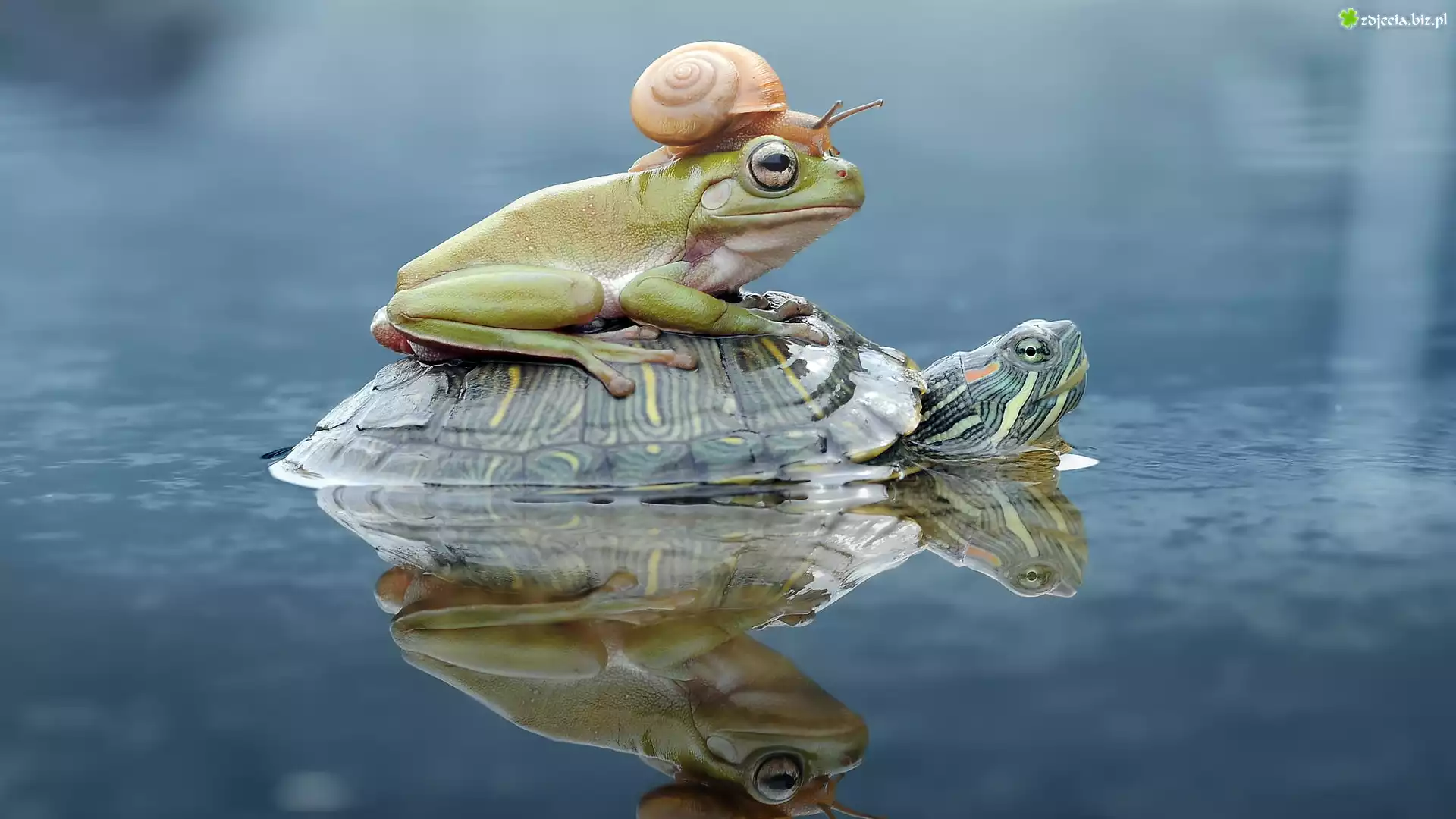Żółw, Żaba, Ślimak
