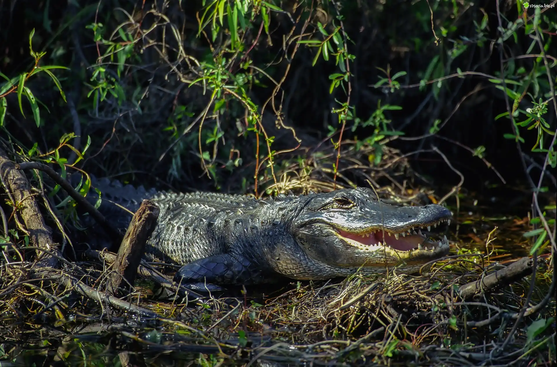 Aligator, Zarośla