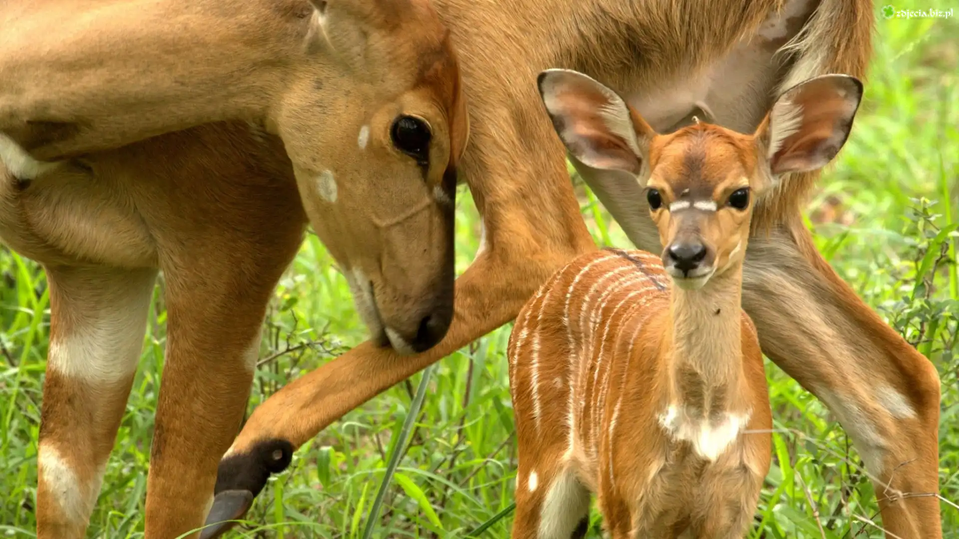 Antylopy, Bongo