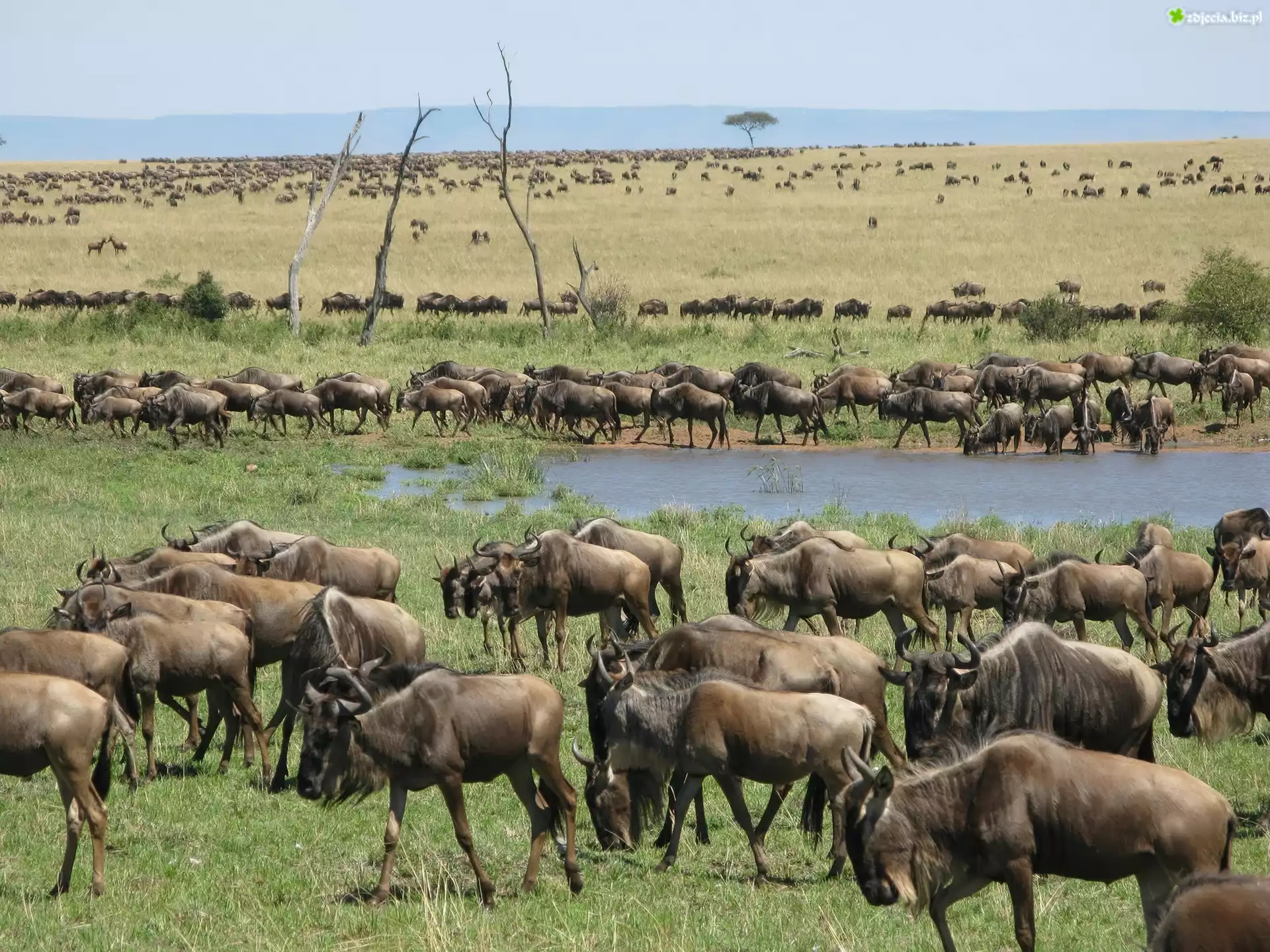 Antylopy, Gnu, Trawa, Woda, Migracja, Serengeti
