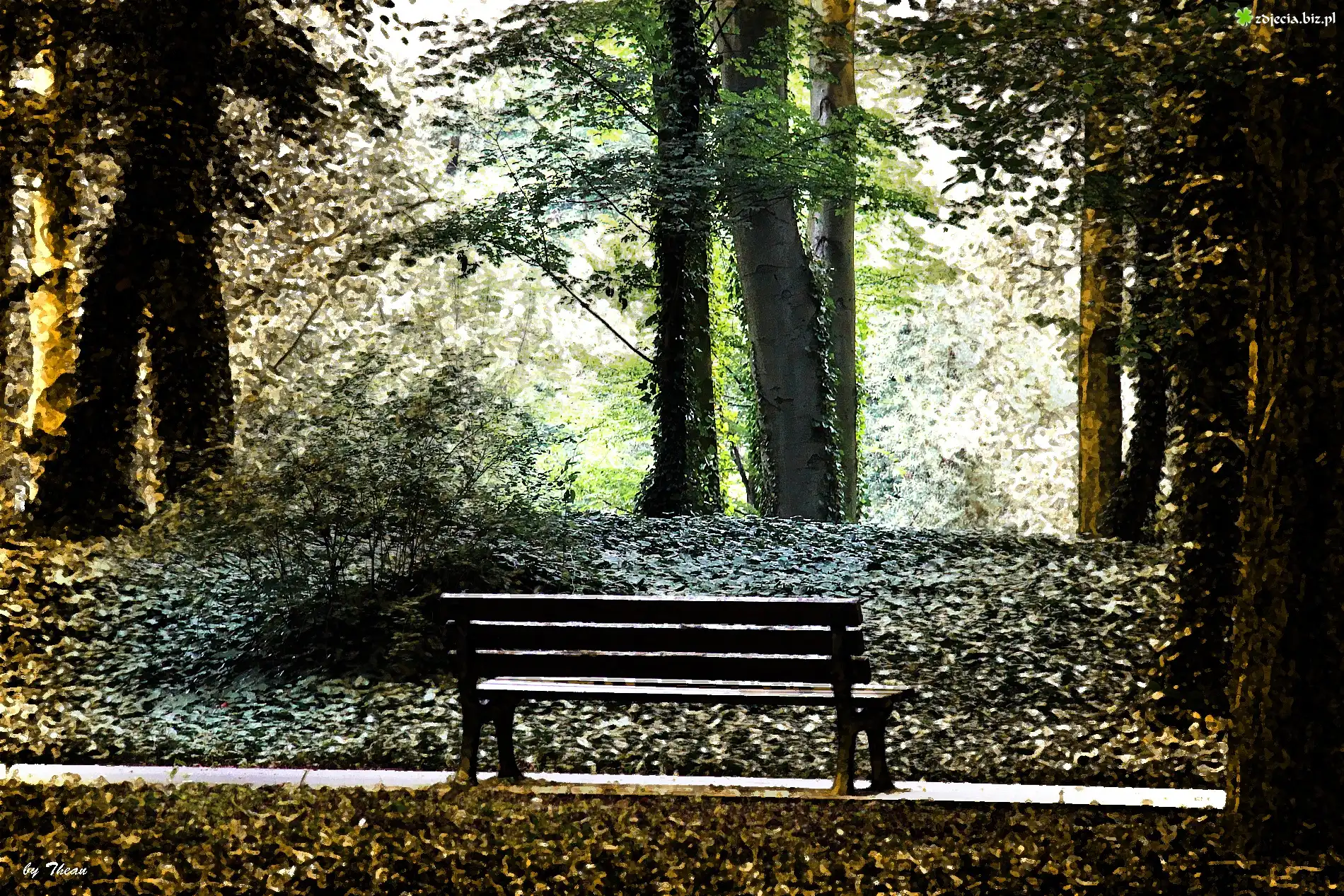 Park, Ławka, Drzewa