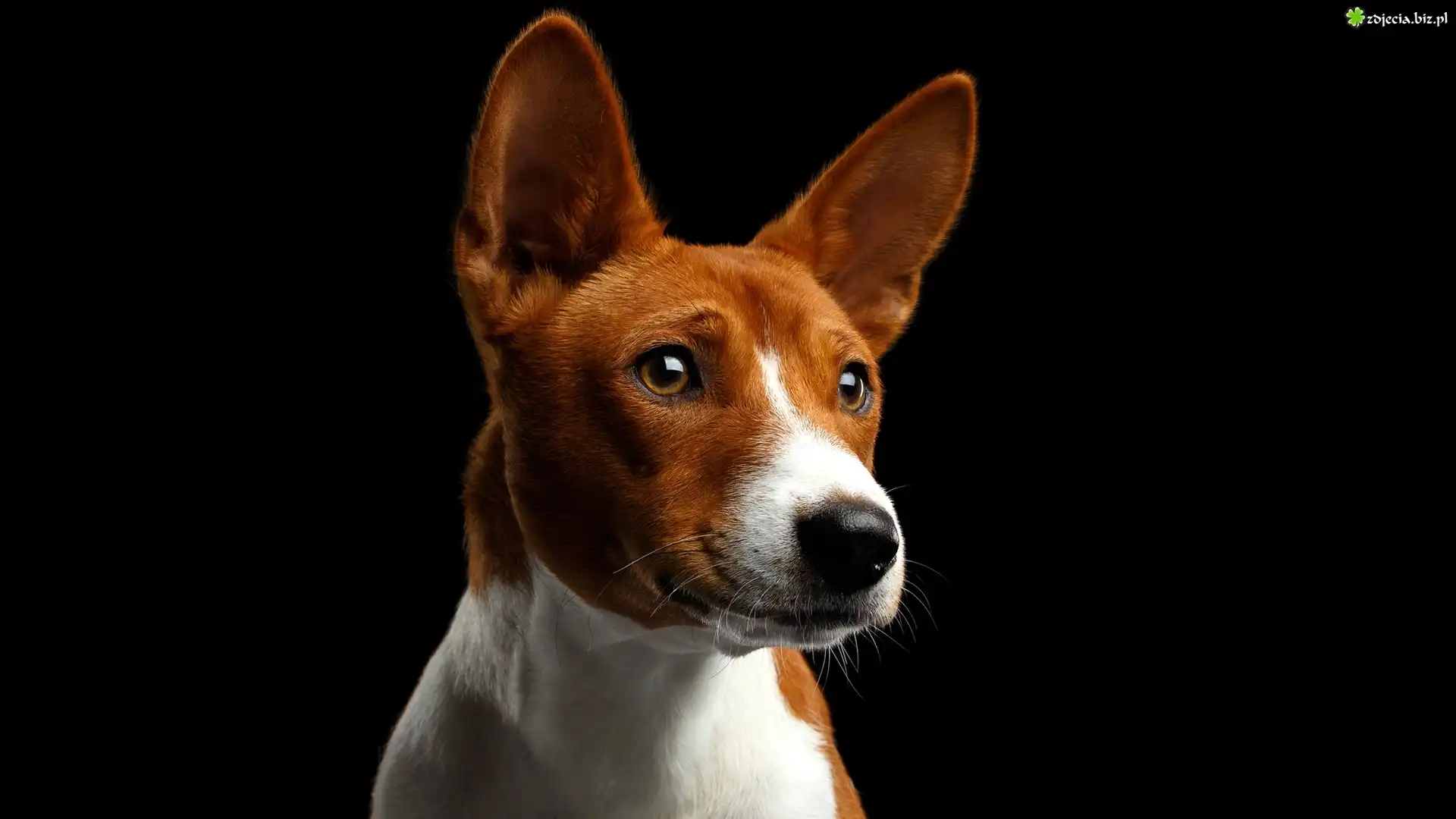 Pies, Basenji, Mordka