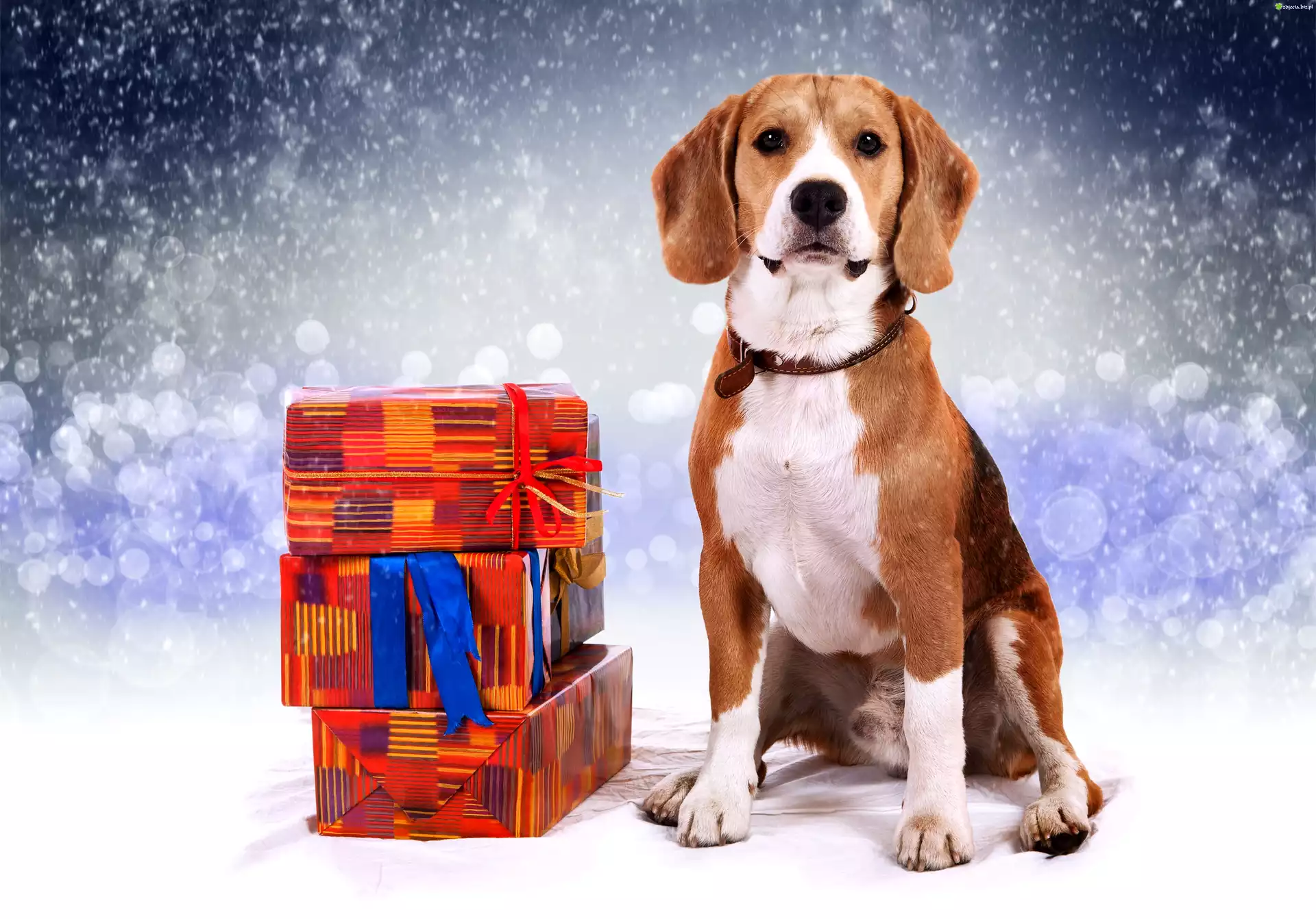 Beagle, Prezenty, Padający, Śnieg