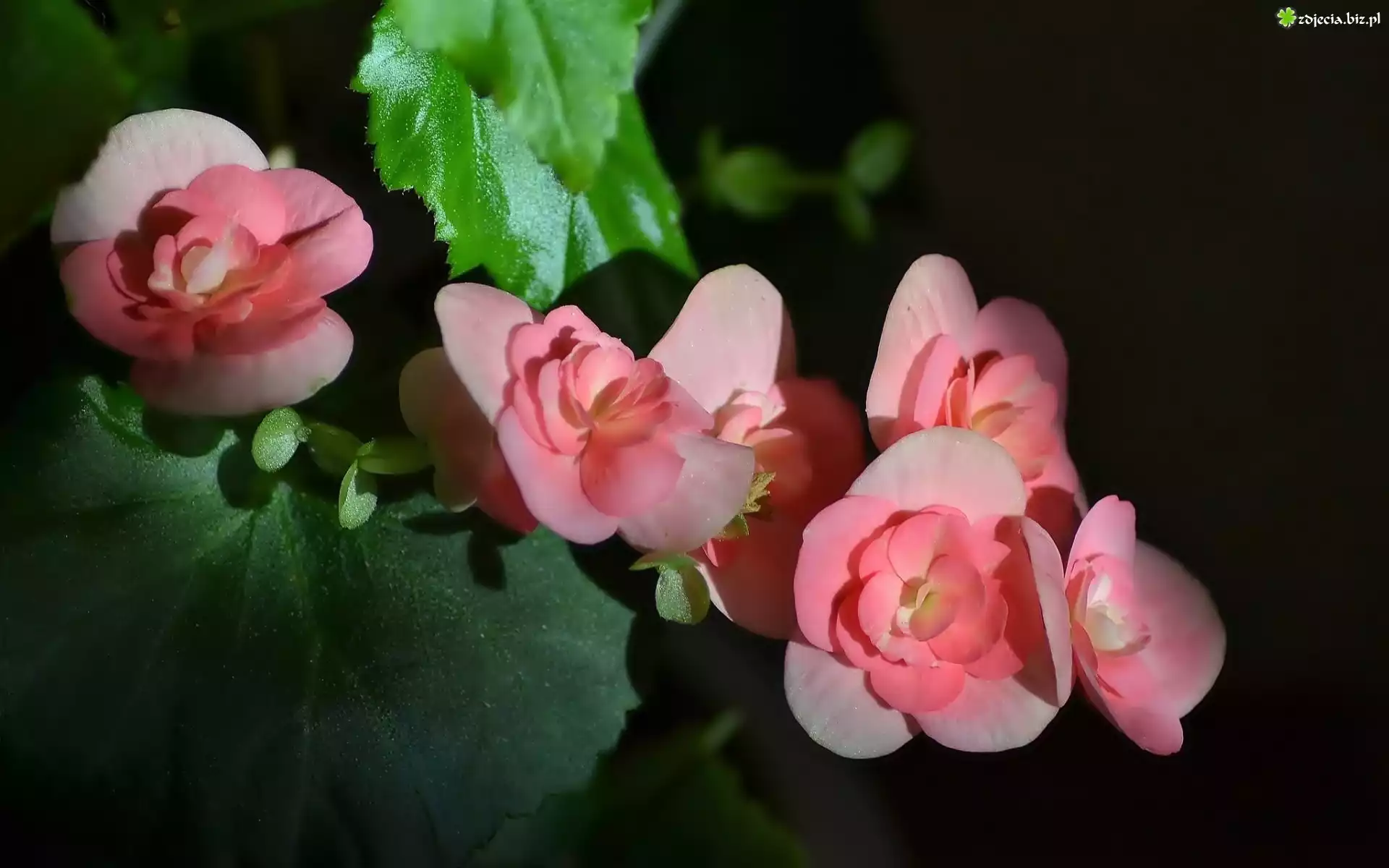 Begonia, Liście